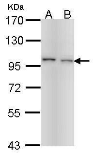 EPS8 antibody