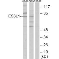 EPS8L1 Antibody