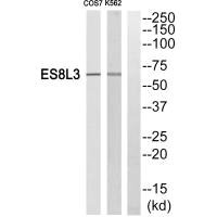 EPS8L3 antibody