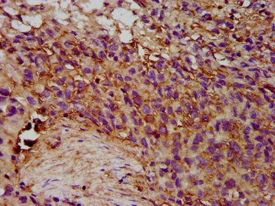EPX Antibody
