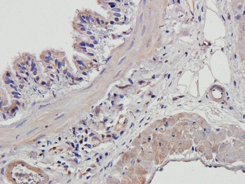 EPX antibody