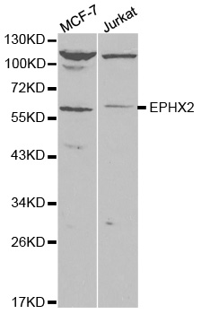 EPXH2 Antibody