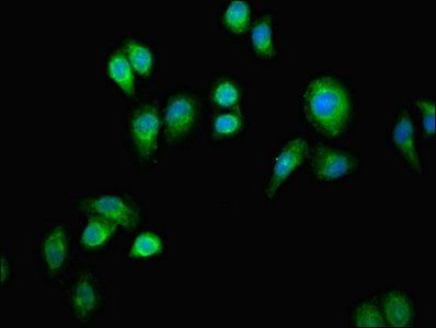 ERAL1 Antibody