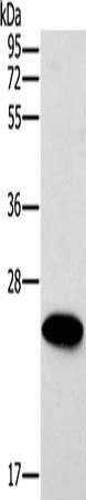 ERAS antibody