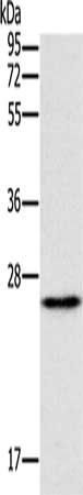 ERAS antibody