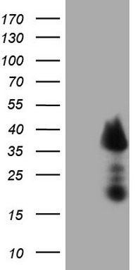 ERBB4 Antibody