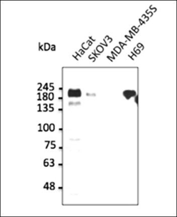 ERBB1 Antibody