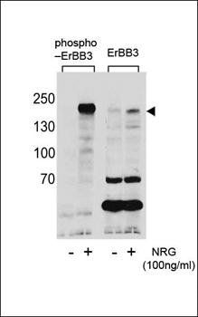 ERBB3 (phospho-Tyr1289) antibody
