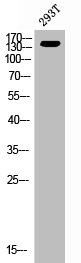 ERBB3 Antibody