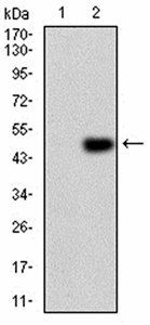 ERBB4 Antibody