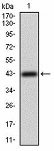 ERBB4 Antibody