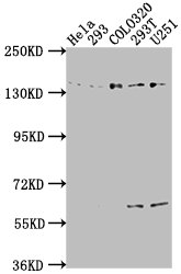 ERC1 antibody