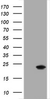 ERCC1 Antibody