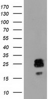 ERCC1 Antibody