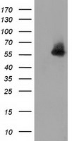 ERCC1 Antibody