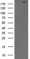 ERCC1 Antibody