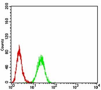 ERCC1 Antibody