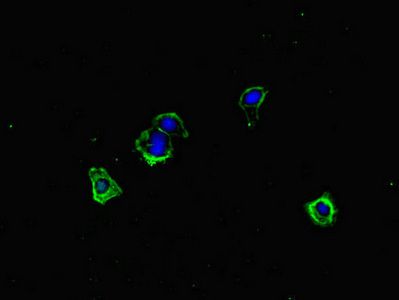 ERCC1 Antibody