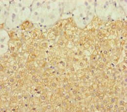 ERCC1 Antibody