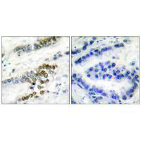 ERCC1 Antibody