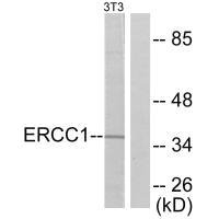 ERCC1 Antibody
