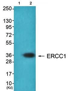 ERCC1 antibody