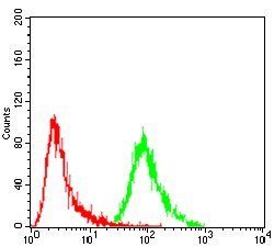 ERCC1 Antibody