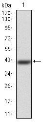 ERCC1 Antibody