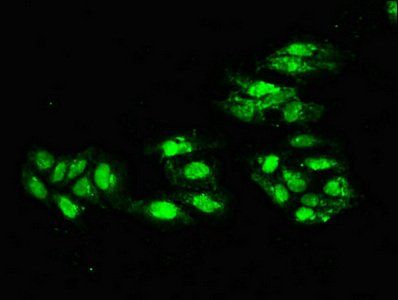 ERCC4 antibody