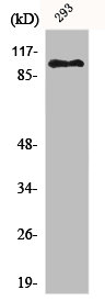 ERCC4 antibody