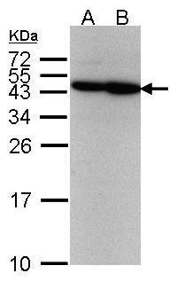 ERCC8 antibody [N2C2], Internal