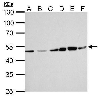 ERCC8 antibody [N2C2], Internal