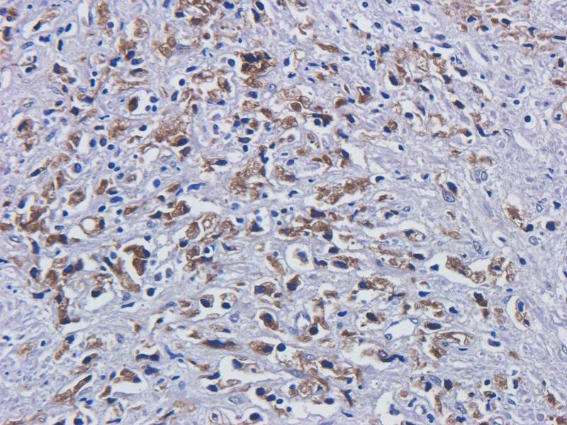 EREG antibody