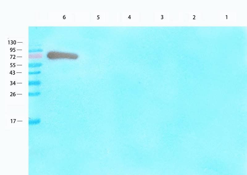 EREG antibody