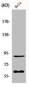 ERF antibody