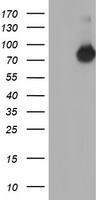 ERG Antibody