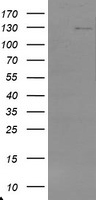 ERG Antibody