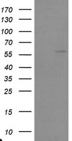 ERG Antibody