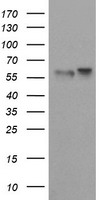 ERG Antibody