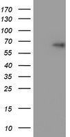 ERG Antibody