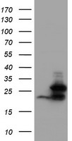 ERG Antibody