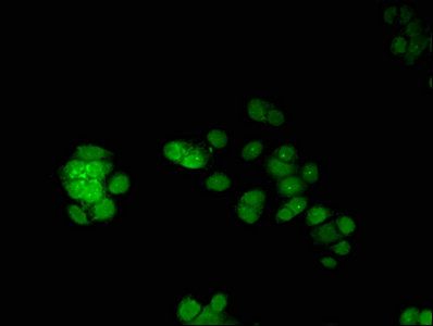ERG Antibody