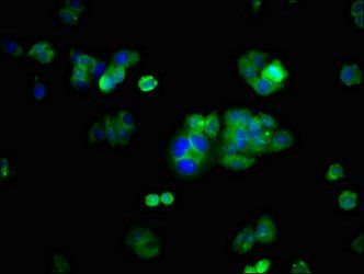 ERG antibody