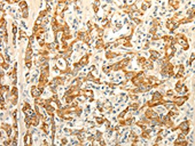 ERG Antibody