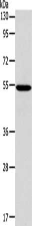 ERG Antibody