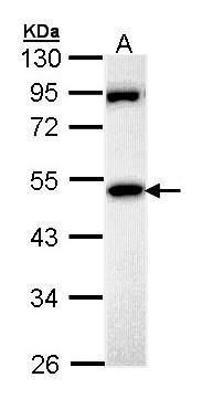 MPP1 antibody [N3C3]