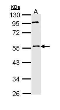 ERG antibody