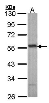 ERG antibody