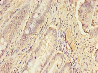 ERGIC1 Antibody