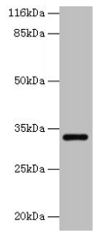 ERGIC1 Antibody